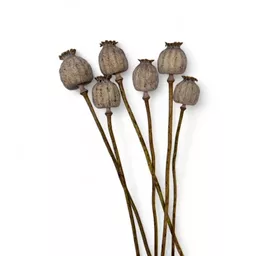 Dried Poppy Heads 2.jpg