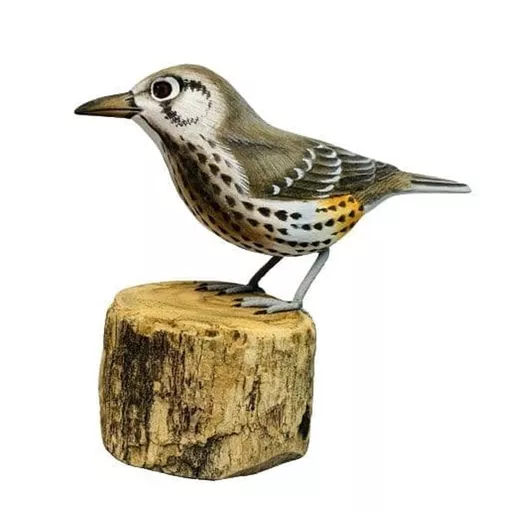 Mistle Thrush.jpg