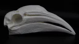 Hornbill 1.jpg