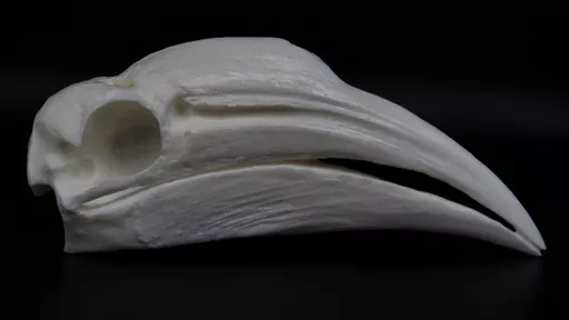 Hornbill 1.jpg