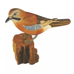 Jay.jpg