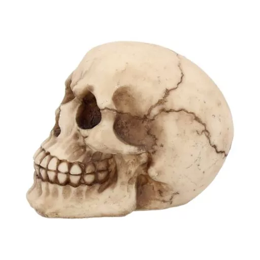 Small Human Skull 2.jpg