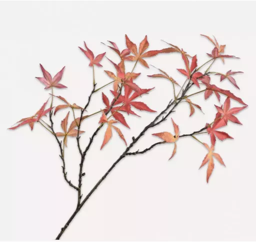 Screenshot 2026-01-28 at 11.35.47.png