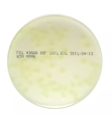 R2A Agar