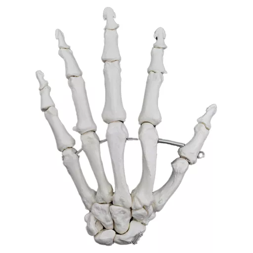 Human Hand Model