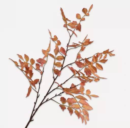 Brown Mahogany Spray Branches