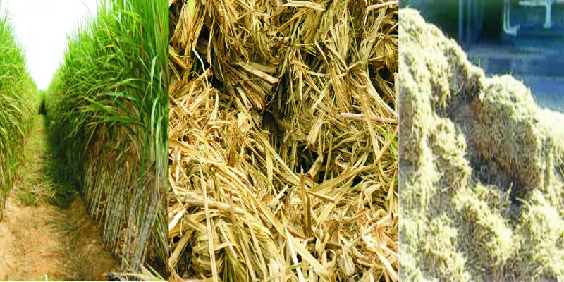 bagasse (1).jpg