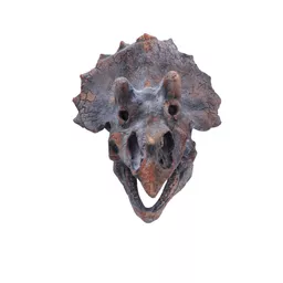 Triceratops 23cm (3).jpg