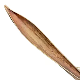 Egyptian Scoop 4.jpg