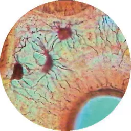 FINHC1006529.png