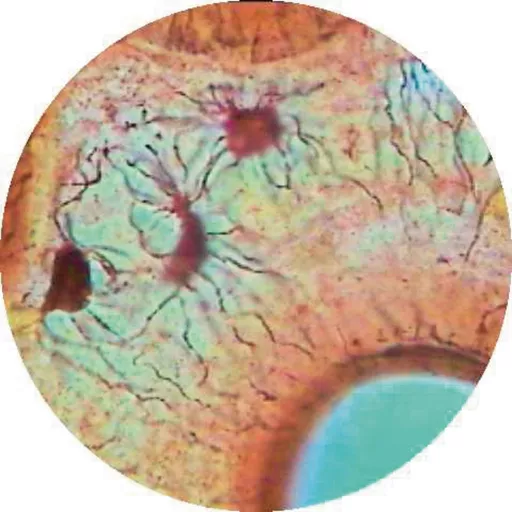 Philip Harris Prepared Microscope Slide - Intestine - Simple Columnar Epithelium
