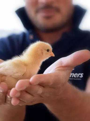 ForFarmers_baby_chick_crumb-px-1.jpg