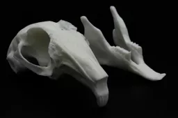 Rabbit Skull 3.jpg
