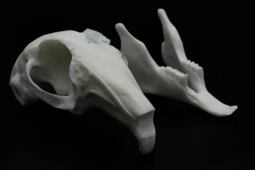 Rabbit Skull 3.jpg