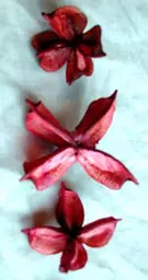 https://starbek-static.myshopblocks.com/images/tmp/nt_172b_pinkcotton3.jpg
