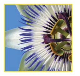 cE5VlxIpHk-Lo2Hf0adLyw.c-r.jpg?