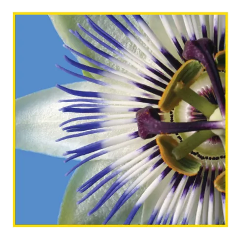 cE5VlxIpHk-Lo2Hf0adLyw.c-r.jpg?