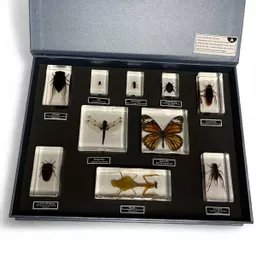 Insect Boxes (3).jpg