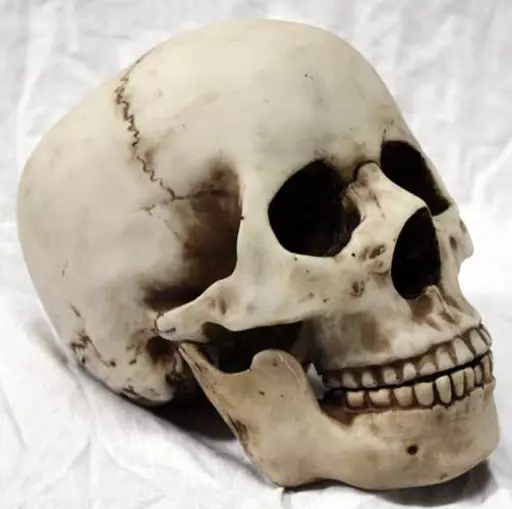 https://starbek-static.myshopblocks.com/images/tmp/nt_321_skull500b.jpg