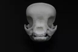 Puppy 3.jpg