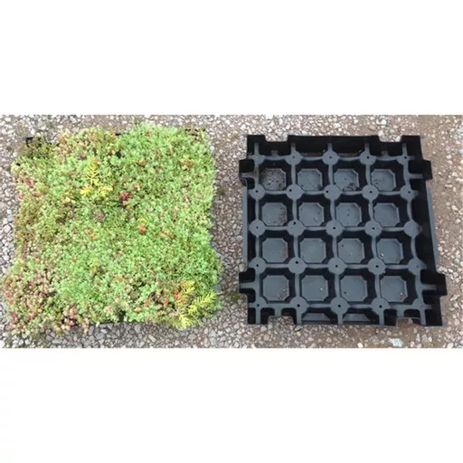 Mr Green Sedum Roof Tray contents next to plastic module.jpg