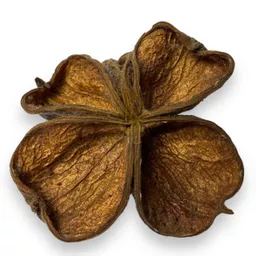 land lotus 2.jpg