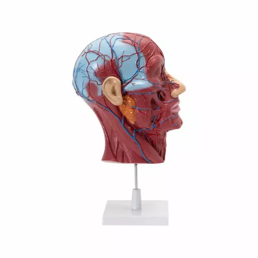 HEAD & NECK MODEL ON STAND