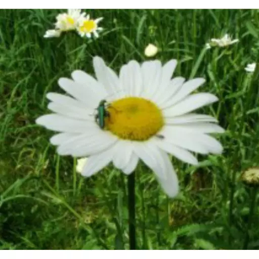 OXEYEDAISY.jpg