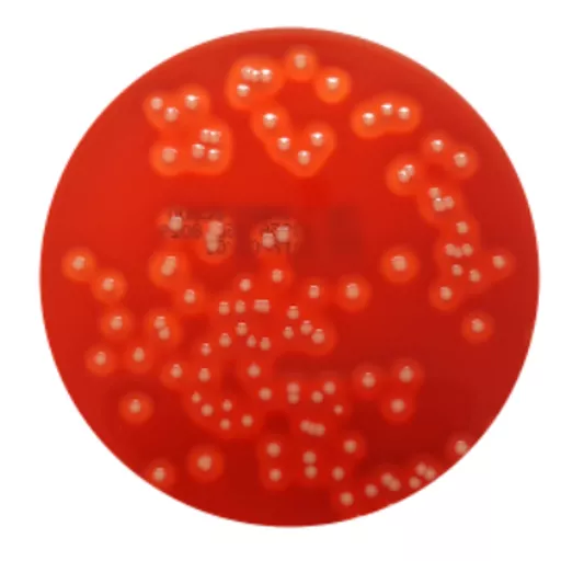 1651653992745be54f7ef031bb5ec8d5a05be09126.PNG?