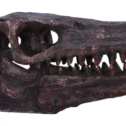 Achaeopteryx Skull (6).jpg