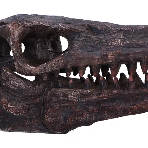 Achaeopteryx Skull (6).jpg