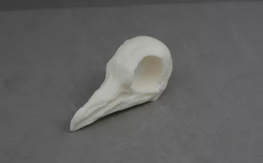 Pigeon 2.jpg