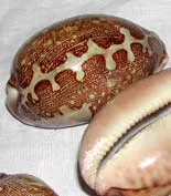 Cyprea Cowries (x4)