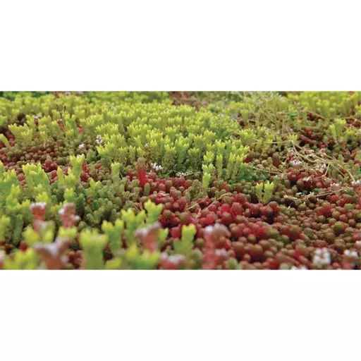 Sedum Mat 1 sq.m