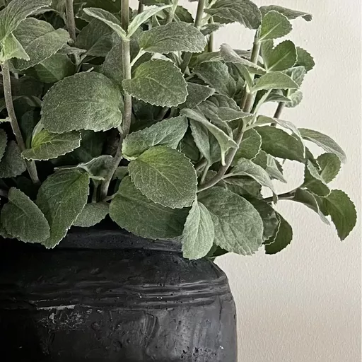 Mint in Matt Black Stone Planter