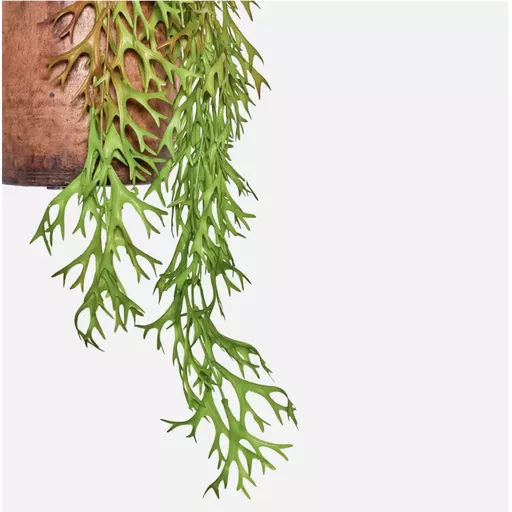 Hanging Plant, Deer Horn