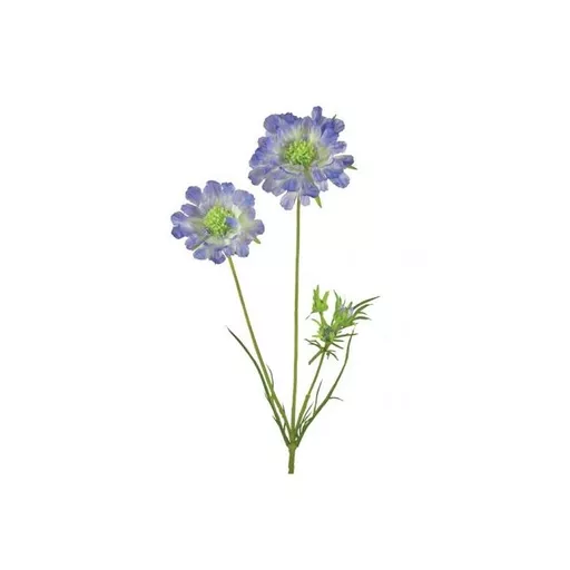 Scabiosa - Blue