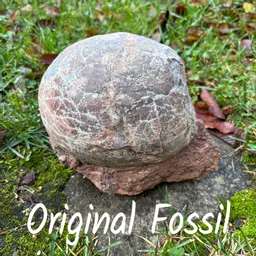 Dinosaur Egg 4.jpg