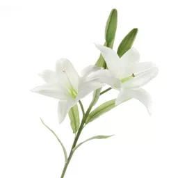 Casablanca lily.jpg