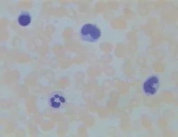 FINHC1620902.png