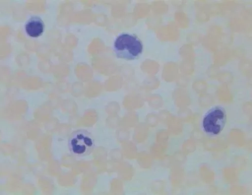 FINHC1620902.png