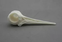 Woodcock 1.jpg