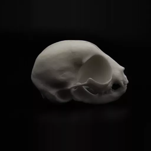 Replica Hedgehog Skull Extra Detailed