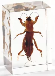 K20107  Mole Cricket.jpg