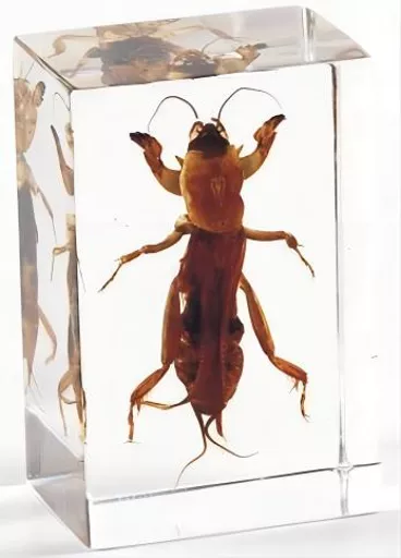 K20107  Mole Cricket.jpg