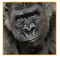 pVLT9WelbUaxuBEs801J-Q.c-r.jpg?