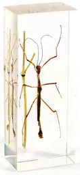 K20335    Stick Insect.jpg