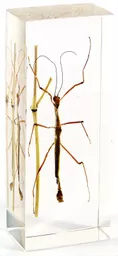 K20335    Stick Insect.jpg