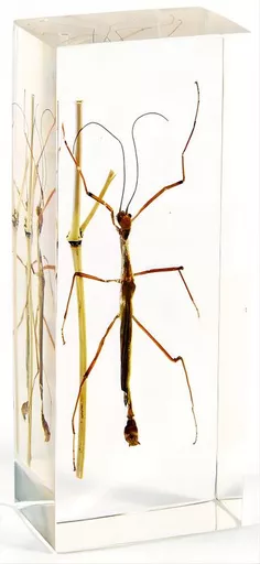 K20335    Stick Insect.jpg