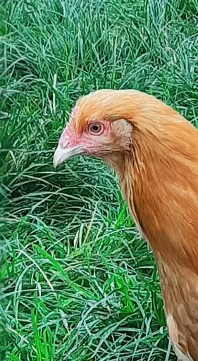 Buff Orpington close up.jpg